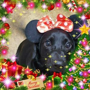 Meet your Posher, Barry